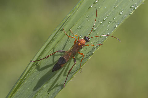 Ctenochares bicolorus Ctenochares bicolorus
Pupa photo, below: Ctenochares bicolorus,arthropoda,biodiversity,ichneumonidae,insecta,insects,wasps
