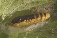 Ctenochares bicolorus (pupa) Ctenochares bicolorus (pupa) on Urtica sp. Ctenochares bicolorus