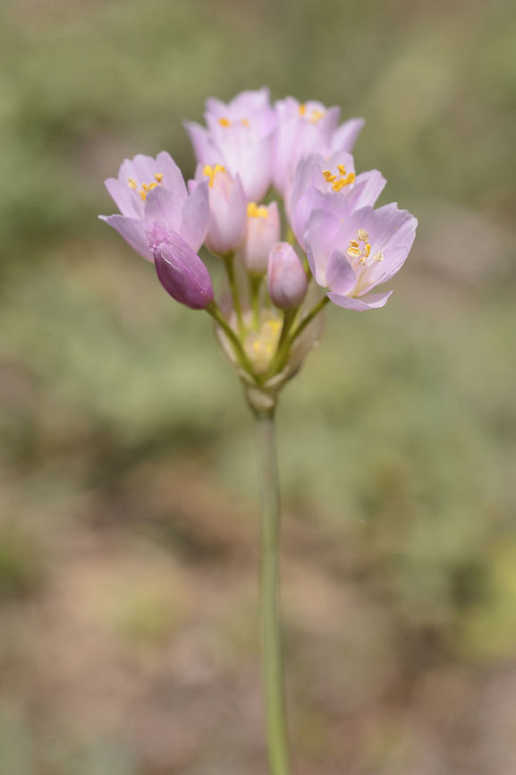 Allium roseum Allium roseum Allium roseum,Rosy garlic