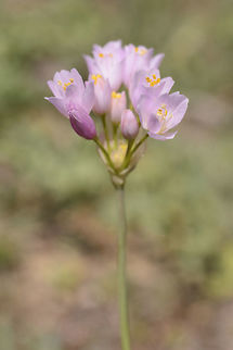 Allium roseum Allium roseum Allium roseum,Rosy garlic