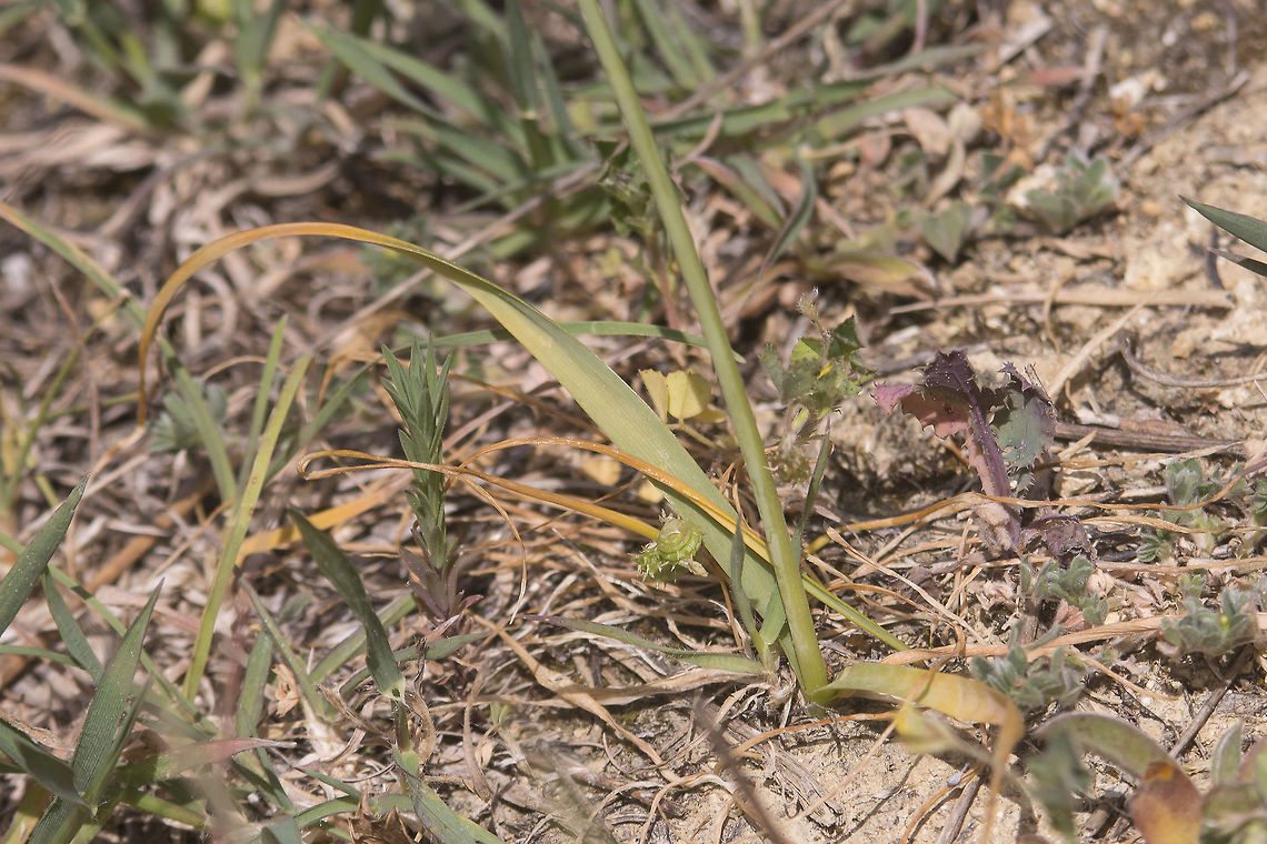 Allium roseum Allium roseum Allium roseum,Rosy garlic