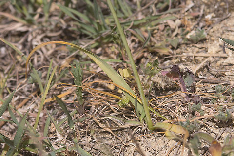 Allium roseum Allium roseum Allium roseum,Rosy garlic