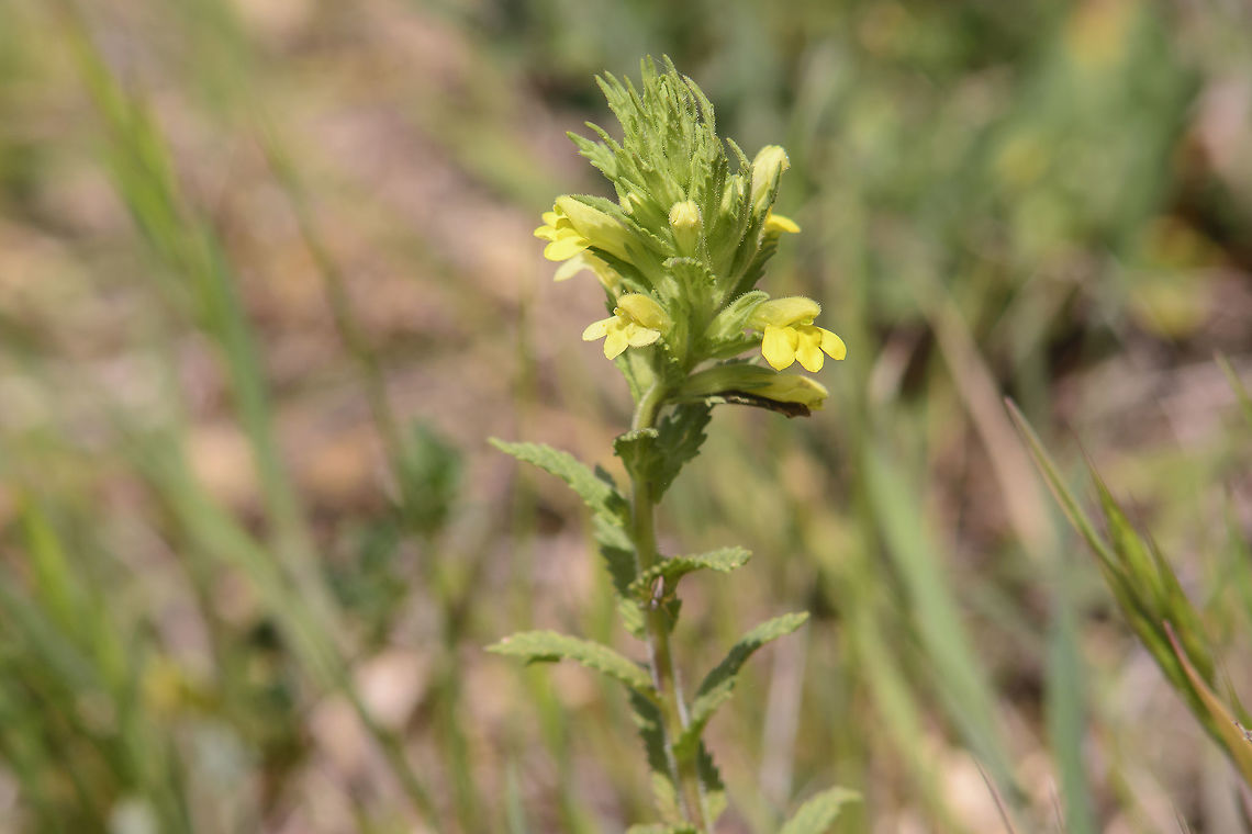 Bartsia trixago Bartsia trixago Bartsia trixago,Flower-of-gold