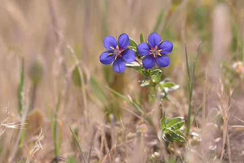 Lysimachia monelli Lysimachia monelli Anagallis monelli,Blue pimpernel,Lysimachia monelli