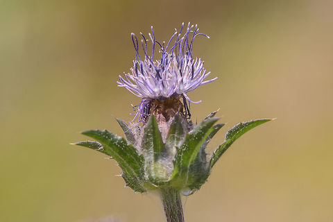 Carduncellus caeruleus Carduncellus caeruleus, flower detail.

Other general aspects:
https://www.jungledragon.com/image/49827/carduncellus_caeruleus.html
https://www.jungledragon.com/image/49828/carduncellus_caeruleus.html
https://www.jungledragon.com/image/49829/carduncellus_caeruleus.html Blue thistle,Carduncellus caeruleus,Wildflowers,asteraceae,biodiversity,spring