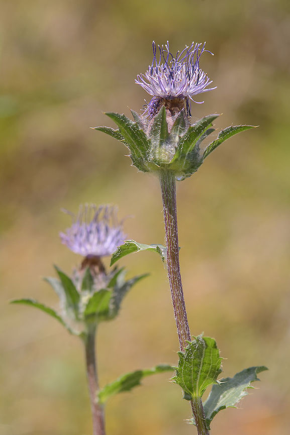 Carduncellus caeruleus Carduncellus caeruleus Blue thistle,Carduncellus caeruleus