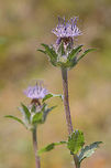 Carduncellus caeruleus Carduncellus caeruleus Blue thistle,Carduncellus caeruleus