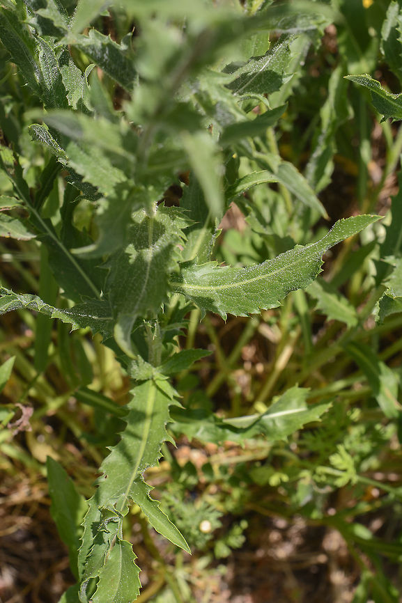 Carduncellus caeruleus Carduncellus caeruleus, leaves Blue thistle,Carduncellus caeruleus