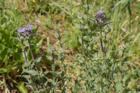 Blue thistle