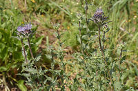 Carduncellus caeruleus Carduncellus caeruleus Blue thistle,Carduncellus caeruleus