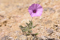 Convolvulus althaeoides Convolvulus althaeoides<br />
Lateral view: <br />
https://www.jungledragon.com/image/49832/_dsc1496.html Convolvulus althaeoides,Mallow bindweed