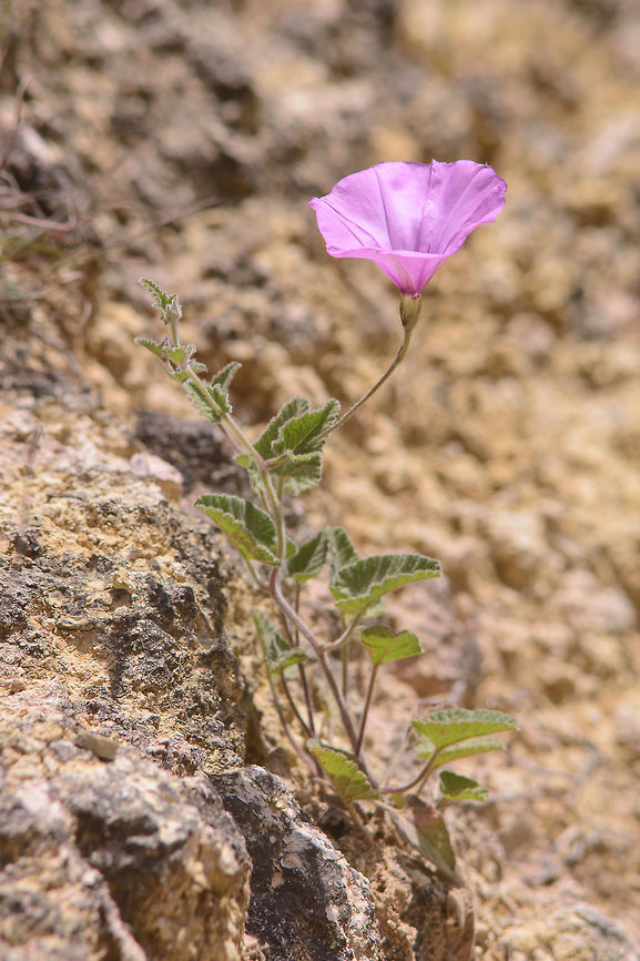 Convolvulus althaeoides Convolvulus althaeoides, lateral view of the same plant.<br />
<figure class="photo"><a href="https://www.jungledragon.com/image/49831/convolvulus_althaeoides.html" title="Convolvulus althaeoides"><img src="https://s3.amazonaws.com/media.jungledragon.com/images/2527/49831_thumb.jpg?AWSAccessKeyId=05GMT0V3GWVNE7GGM1R2&Expires=1759968010&Signature=7GQXKJboyTI%2BOnv1U%2BwW6iNF3dQ%3D" width="200" height="134" alt="Convolvulus althaeoides Convolvulus althaeoides<br />
Lateral view: <br />
https://www.jungledragon.com/image/49832/_dsc1496.html Convolvulus althaeoides,Mallow bindweed" /></a></figure> Convolvulus althaeoides,Mallow bindweed