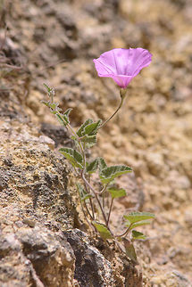 Convolvulus althaeoides Convolvulus althaeoides, lateral view of the same plant.
https://www.jungledragon.com/image/49831/convolvulus_althaeoides.html Convolvulus althaeoides,Mallow bindweed