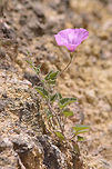 Convolvulus althaeoides Convolvulus althaeoides, lateral view of the same plant.<br />
https://www.jungledragon.com/image/49831/convolvulus_althaeoides.html Convolvulus althaeoides,Mallow bindweed