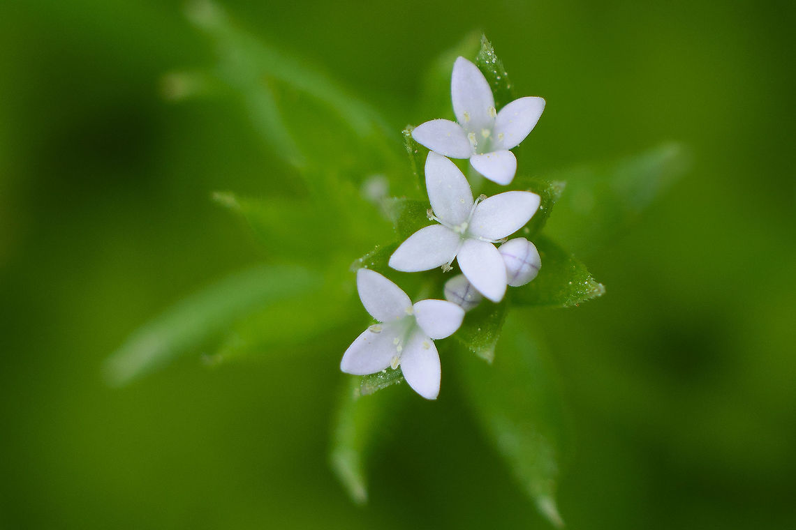Sherardia arvensis Sherardia arvensis Blue field-madder,Sherardia arvensis