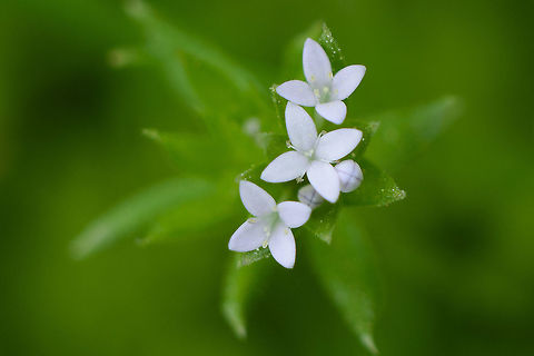 Sherardia arvensis Sherardia arvensis Blue field-madder,Sherardia arvensis