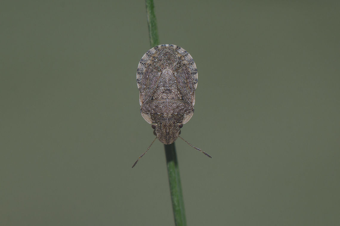 Sciocoris sideritidis Sciocoris sideritidis (female)  - dorsal view<br />
New add, PT<br />
Lateral view:<br />
<figure class="photo"><a href="https://www.jungledragon.com/image/49860/sciocoris_sideritidis_-_lateral.html" title="Sciocoris sideritidis - lateral"><img src="https://s3.amazonaws.com/media.jungledragon.com/images/2527/49860_thumb.jpg?AWSAccessKeyId=05GMT0V3GWVNE7GGM1R2&Expires=1770854410&Signature=8V8xRVlB1m9r3FORqb3AbGn0iO8%3D" width="200" height="134" alt="Sciocoris sideritidis - lateral Sciocoris sideritidis (female) - lateral view<br />
<br />
ID discussion with this image:<br />
https://www.jungledragon.com/image/49859/whatever.html Heteroptera,Pentatomidae,Sciocorini,Sciocoris,Sciocoris sideritidis" /></a></figure><br />
Ventral view:<br />
<figure class="photo"><a href="https://www.jungledragon.com/image/49858/sciocoris_sideritidis_-_ventral.html" title="Sciocoris sideritidis - ventral"><img src="https://s3.amazonaws.com/media.jungledragon.com/images/2527/49858_thumb.jpg?AWSAccessKeyId=05GMT0V3GWVNE7GGM1R2&Expires=1770854410&Signature=h5ktV39GaFA2VafoqtrIKFY%2Fm9g%3D" width="200" height="134" alt="Sciocoris sideritidis - ventral Sciocoris sideritidis (female) - ventral view<br />
<br />
ID discussion with this image:<br />
https://www.jungledragon.com/image/49859/whatever.html Heteroptera,Pentatomidae,Sciocorini,Sciocoris,Sciocoris sideritidis" /></a></figure><br />
<br />
Discussion on previous find of Sciocoris here:<br />
<figure class="photo"><a href="https://www.jungledragon.com/image/49620/sciocoris_sideritidis.html" title="Sciocoris sideritidis"><img src="https://s3.amazonaws.com/media.jungledragon.com/images/2527/49620_thumb.jpg?AWSAccessKeyId=05GMT0V3GWVNE7GGM1R2&Expires=1770854410&Signature=SJ%2BPaPbNSkqnk0k1KeRTmeW0Lo4%3D" width="200" height="134" alt="Sciocoris sideritidis Female Sciocoris, possibly(probably?) maculatus. The status of this species (maculatus) is listed as "Doubtful" for Portugal by Fauna Europaea so it may be worthwhile to send the image (or better yet a specimen) in to national experts for confirmation (?)<br />
Note: Maybe sideritidis should be considered too after all ?!? See comments below ... <br />
<br />
UPDATE: Based on the ID with the specimen on the photo below it is now indeed more likely that this would also be Sciocoris sideritidis(!)<br />
https://www.jungledragon.com/image/49859/sciocoris_sideritidis.html Heteroptera,Pentatomidae,Pentatominae,Sciocorini,Sciocoris,Sciocoris maculatus,Sciocoris sideritidis" /></a></figure> Heteroptera,Pentatomidae,Pentatominae,Sciocorini,Sciocoris,Sciocoris sideritidis,biodiversity,insecta,insects,spring