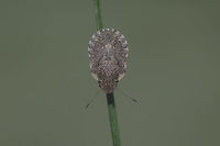 Sciocoris sideritidis Sciocoris sideritidis (female)  - dorsal view<br />
New add, PT<br />
Lateral view:<br />
https://www.jungledragon.com/image/49860/sciocoris_sp.html<br />
Ventral view:<br />
https://www.jungledragon.com/image/49858/sciocoris_sp.html<br />
<br />
Discussion on previous find of Sciocoris here:<br />
https://www.jungledragon.com/image/49620/sciocoris_cf._maculatus.html Heteroptera,Pentatomidae,Pentatominae,Sciocorini,Sciocoris,Sciocoris sideritidis,biodiversity,insecta,insects,spring