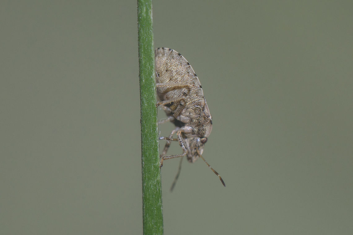 Sciocoris sideritidis - lateral Sciocoris sideritidis (female) - lateral view<br />
<br />
ID discussion with this image:<br />
<figure class="photo"><a href="https://www.jungledragon.com/image/49859/sciocoris_sideritidis.html" title="Sciocoris sideritidis"><img src="https://s3.amazonaws.com/media.jungledragon.com/images/2527/49859_thumb.jpg?AWSAccessKeyId=05GMT0V3GWVNE7GGM1R2&Expires=1767225610&Signature=NZpQfYNXRYBOTVZ%2Fu6%2F5V05OuYw%3D" width="200" height="134" alt="Sciocoris sideritidis Sciocoris sideritidis (female)  - dorsal view<br />
New add, PT<br />
Lateral view:<br />
https://www.jungledragon.com/image/49860/sciocoris_sp.html<br />
Ventral view:<br />
https://www.jungledragon.com/image/49858/sciocoris_sp.html<br />
<br />
Discussion on previous find of Sciocoris here:<br />
https://www.jungledragon.com/image/49620/sciocoris_cf._maculatus.html Heteroptera,Pentatomidae,Pentatominae,Sciocorini,Sciocoris,Sciocoris sideritidis,biodiversity,insecta,insects,spring" /></a></figure> Heteroptera,Pentatomidae,Sciocorini,Sciocoris,Sciocoris sideritidis