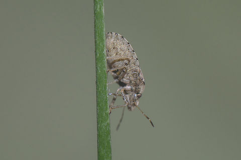 Sciocoris sideritidis - lateral Sciocoris sideritidis (female) - lateral view

ID discussion with this image:
https://www.jungledragon.com/image/49859/whatever.html Heteroptera,Pentatomidae,Sciocorini,Sciocoris,Sciocoris sideritidis