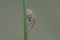 Sciocoris sideritidis - lateral Sciocoris sideritidis (female) - lateral view<br />
<br />
ID discussion with this image:<br />
https://www.jungledragon.com/image/49859/whatever.html Heteroptera,Pentatomidae,Sciocorini,Sciocoris,Sciocoris sideritidis