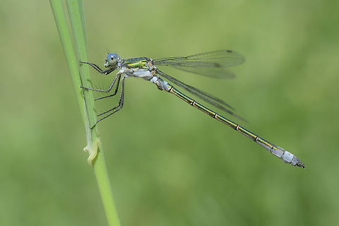 Lestes dryas Lestes dryas, adult male, on a windy windy day. Emerald spreadwing,Lestes dryas,aeshnidae,anisoptera,biodiversity,dragonflies,dragonfly,insecta,insects,odonata,spring