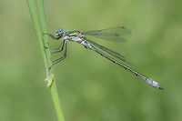 Lestes dryas Lestes dryas, adult male, on a windy windy day. Emerald spreadwing,Lestes dryas,aeshnidae,anisoptera,biodiversity,dragonflies,dragonfly,insecta,insects,odonata,spring