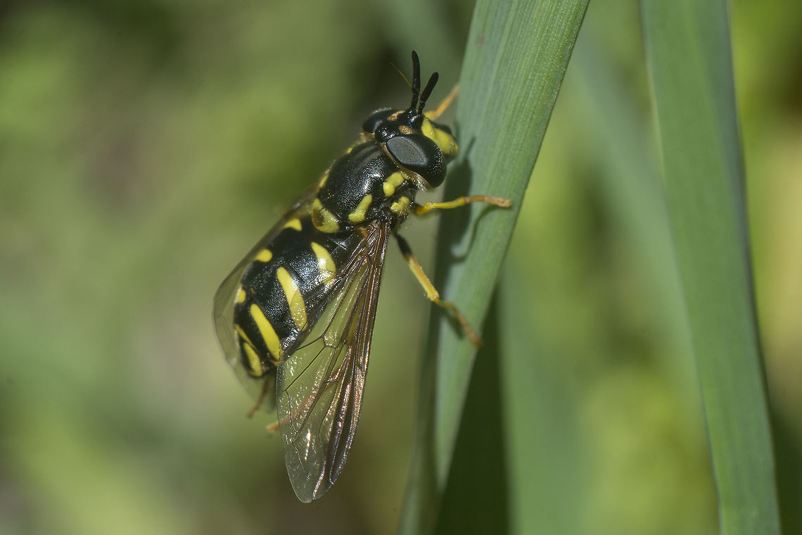 Chrysotoxum intermedium Chrysotoxum intermedium<br />
Dorso lateral view Chrysotoxum intermedium,arthropoda,biodiversity,diptera,hoverfly,syrphidae