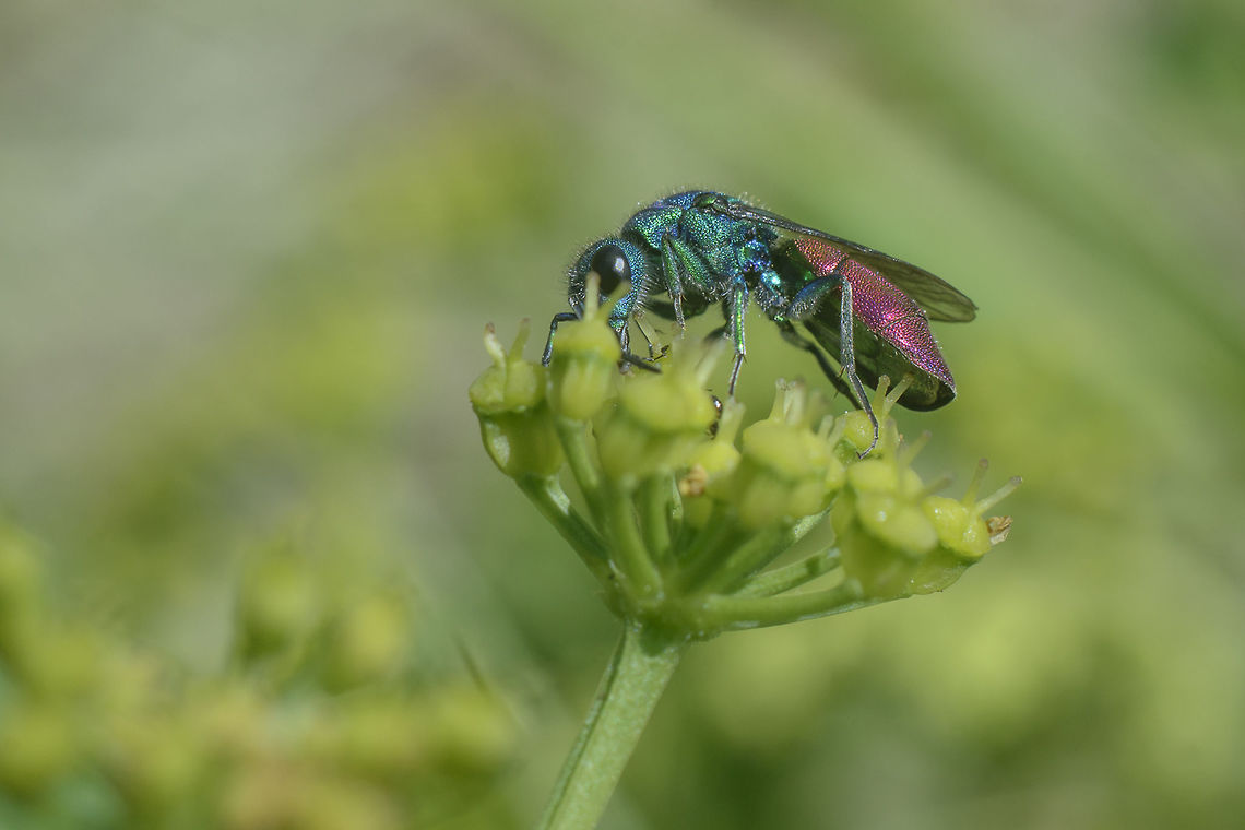 Chrysis sp. Chrysididae<br />
Chrysis sp. Chrysididae,Chrysura refulgens,biodiversity,cuckoo wasp,hymenoptera,insecta,insects,spring,wasps