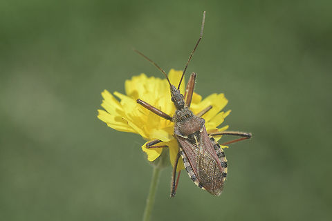 Rhynocoris erythropus Rhynocoris erythropus Rhynocoris erythropus