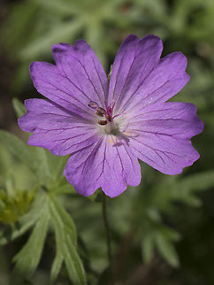Geranium sanguineum Geranium sanguineum Geranium sanguineum