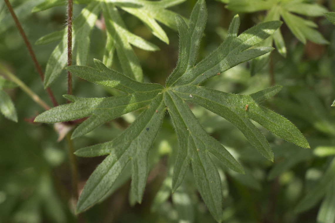 Geranium sanguineum Geranium sanguineum, leaf shape Geranium sanguineum