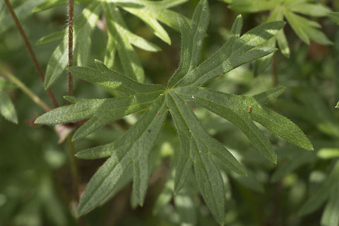 Geranium sanguineum Geranium sanguineum, leaf shape Geranium sanguineum