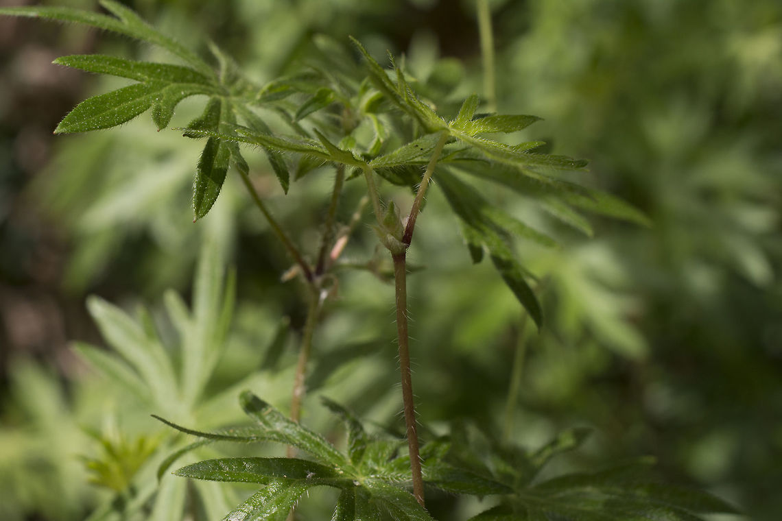 Geranium sanguineum Geranium sanguineum Geranium sanguineum