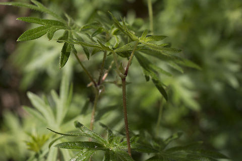 Geranium sanguineum Geranium sanguineum Geranium sanguineum