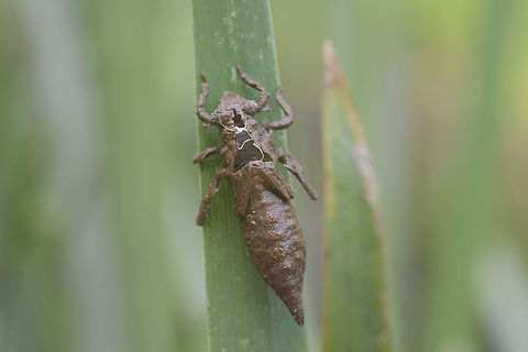 Gomphus pulchellus Gomphus pulchellus, exuviae Gomphus pulchellus,Western clubtail