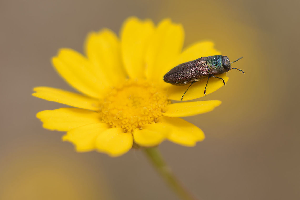 Anthaxia sp. cf. Anthaxia sp.<br />
(ID pending)<br />
<br />
Something went wrong with the extension ring... <br />
although the f-value is 8.0, the result is far from that dof. Anthaxia,Buprestidae,biodiversity,insecta,insects,spring