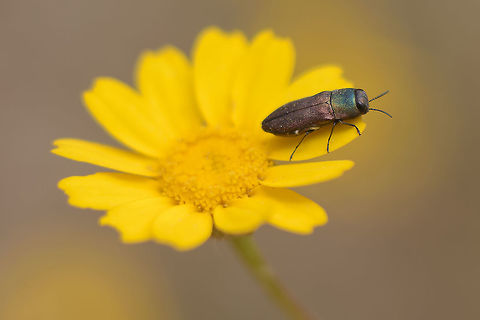 Anthaxia sp. cf. Anthaxia sp.
(ID pending)

Something went wrong with the extension ring... 
although the f-value is 8.0, the result is far from that dof. Anthaxia,Buprestidae,biodiversity,insecta,insects,spring