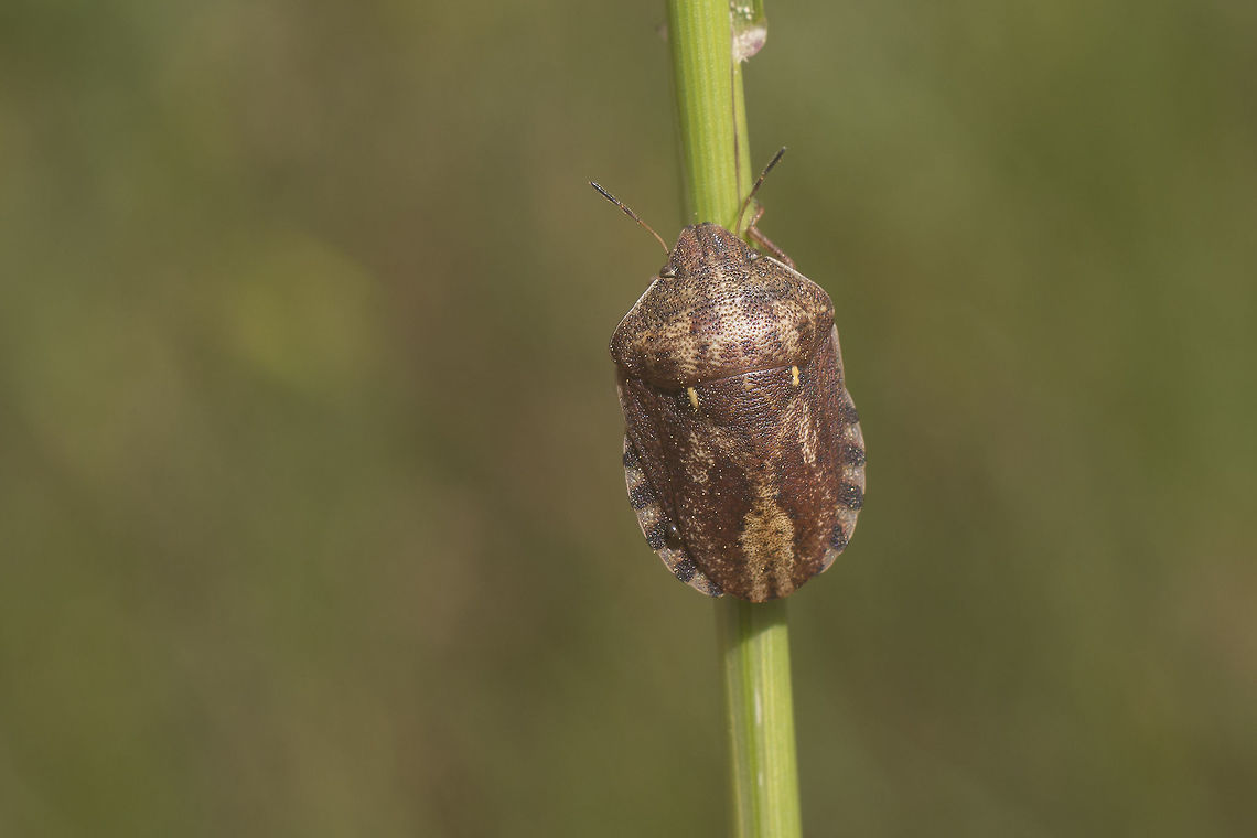 Eurygaster maura - dorsal Dorsal view of the Eurygaster maura in this image:<br />
<figure class="photo"><a href="https://www.jungledragon.com/image/50212/eurygaster_maura_-_lateral.html" title="Eurygaster maura - lateral"><img src="https://s3.amazonaws.com/media.jungledragon.com/images/2527/50212_thumb.jpg?AWSAccessKeyId=05GMT0V3GWVNE7GGM1R2&Expires=1767225610&Signature=oqQ3lgjfNtbhfaGVOYhVfe8aX38%3D" width="200" height="134" alt="Eurygaster maura - lateral Lateral view of the Eurygaster maura in this image:<br />
https://www.jungledragon.com/image/50211/id_help_-_eurygaster_sp.html Eurygaster,Eurygaster maura,Heteroptera,Scutelleridae" /></a></figure> Eurygaster,Eurygaster maura,Heteroptera,Scutelleridae