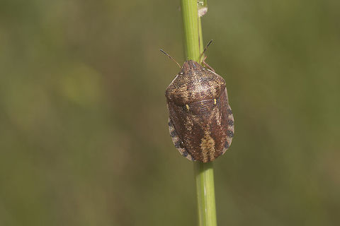 Eurygaster maura - dorsal Dorsal view of the Eurygaster maura in this image:
https://www.jungledragon.com/image/50212/id_help_-_eurygaster_sp.html Eurygaster,Eurygaster maura,Heteroptera,Scutelleridae