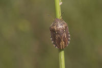 Eurygaster maura - dorsal Dorsal view of the Eurygaster maura in this image:<br />
https://www.jungledragon.com/image/50212/id_help_-_eurygaster_sp.html Eurygaster,Eurygaster maura,Heteroptera,Scutelleridae