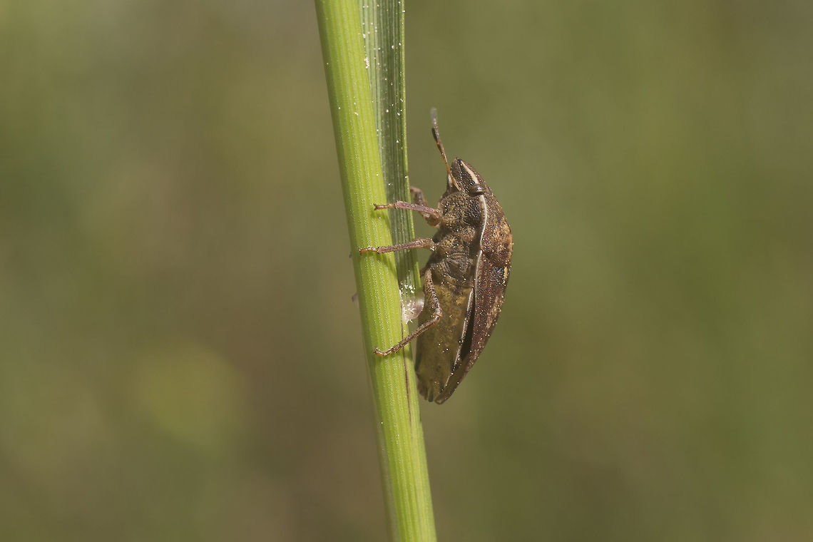Eurygaster maura - lateral Lateral view of the Eurygaster maura in this image:<br />
<figure class="photo"><a href="https://www.jungledragon.com/image/50211/eurygaster_maura_-_dorsal.html" title="Eurygaster maura - dorsal"><img src="https://s3.amazonaws.com/media.jungledragon.com/images/2527/50211_thumb.jpg?AWSAccessKeyId=05GMT0V3GWVNE7GGM1R2&Expires=1767225610&Signature=s3ljoPaTlPjxXHRqvQw1tD19ed0%3D" width="200" height="134" alt="Eurygaster maura - dorsal Dorsal view of the Eurygaster maura in this image:<br />
https://www.jungledragon.com/image/50212/id_help_-_eurygaster_sp.html Eurygaster,Eurygaster maura,Heteroptera,Scutelleridae" /></a></figure> Eurygaster,Eurygaster maura,Heteroptera,Scutelleridae