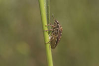 Eurygaster maura - lateral Lateral view of the Eurygaster maura in this image:<br />
https://www.jungledragon.com/image/50211/id_help_-_eurygaster_sp.html Eurygaster,Eurygaster maura,Heteroptera,Scutelleridae