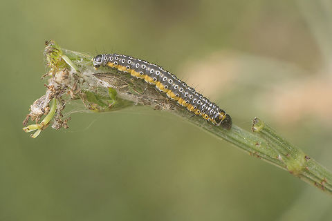 Depressaria daucella Depressaria daucella Depressaria daucella