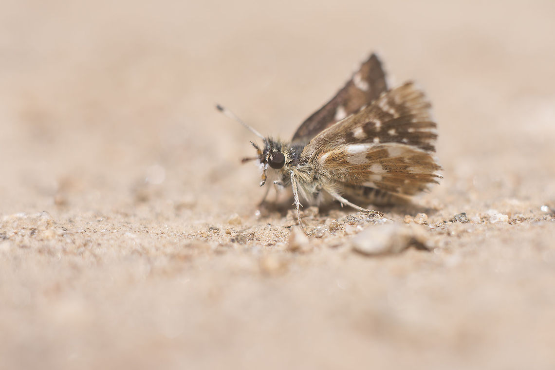 Spialia sertorius Spialia sertorius Red-underwing Skipper,Spialia sertorius