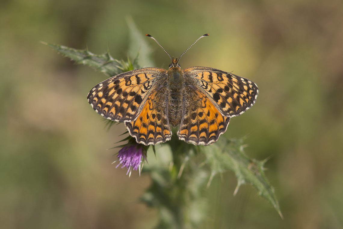 Melitaea aetherie Melitaea aetherie<br />
<br />
I would like to thank a friend of mine who turn possible the release of this photos* Aetherie fritillary,Melitaea aetherie