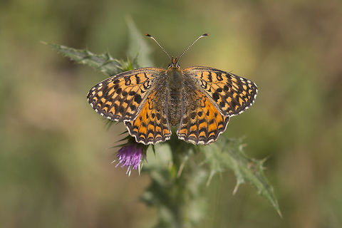 Melitaea aetherie Melitaea aetherie

I would like to thank a friend of mine who turn possible the release of this photos* Aetherie fritillary,Melitaea aetherie