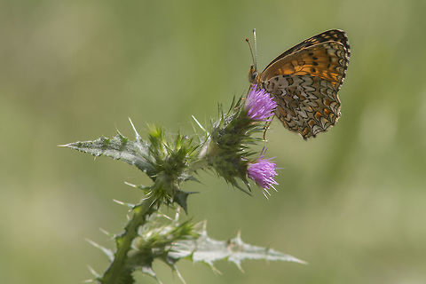 Melitaea aetherie Melitaea aetherie Aetherie fritillary,Melitaea aetherie