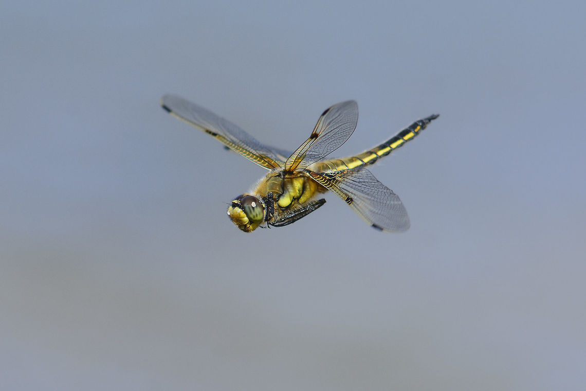 On the wing Libellula quadrimaculata, male on patrol. Four-spotted Chaser,Libellula quadrimaculata,anisoptera,arthropoda,biodiversity,dragonfly,insects,libellulidae,odonata,spring