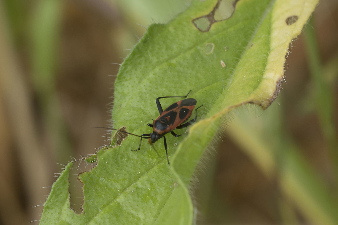 Calocoris nemoralis Miridae<br />
Calocoris nemoralis<br />
<br />
Thanks! Calocoris nemoralis,arthropoda,biodiversity,hemiptera,heteroptera,insecta,insects,spring